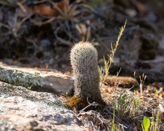 Coryphantha potosiana