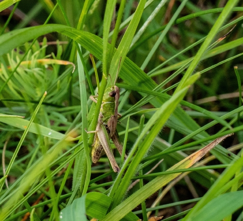 Meadow Grasshopper