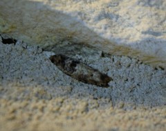 Pseudexentera knudsoni