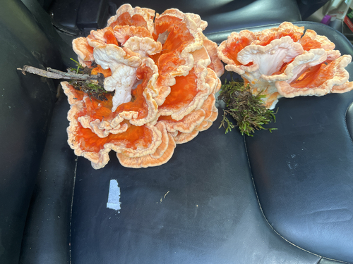 White-pored Chicken of the Woods