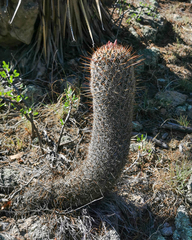 Coryphantha clavata stipitata