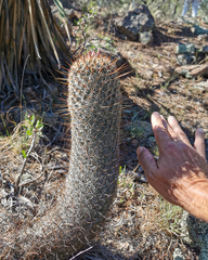 Coryphantha clavata stipitata
