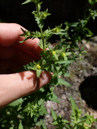 Aureolaria pedicularia, photograph 6