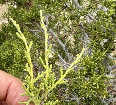 Juniperus californica