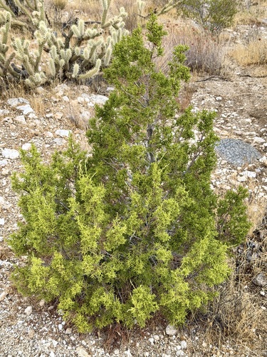 Juniperus californica, photograph 1