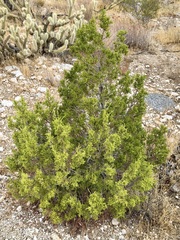 Juniperus californica, photograph (c) Henrik Kibak, some rights reserved (CC BY)