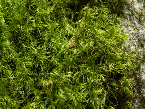 Long-leaved Notchleaf Moss