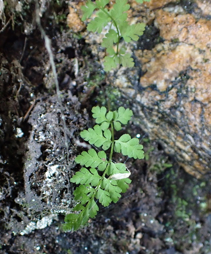 Cystopteris tenuis, photograph 1