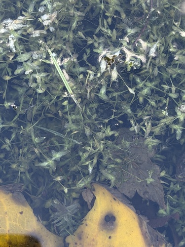 Ivy-leaved Duckweed