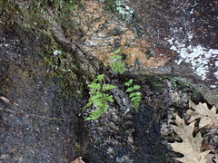 Cystopteris tenuis