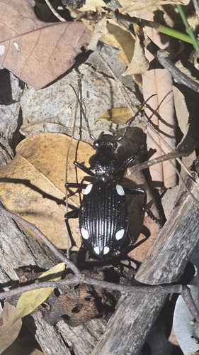 Anthia hexasticta