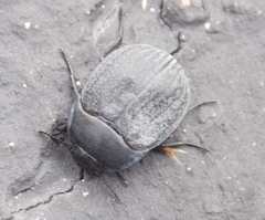 Eusattus reticulatus