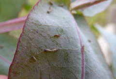 Ctenarytaina eucalypti