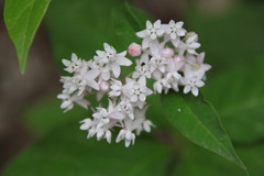 Asclepias quadrifolia
