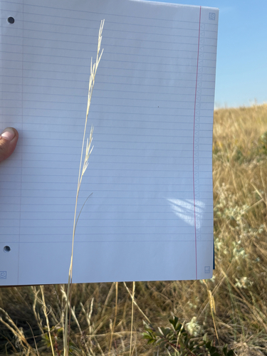 Needle-and-thread Grass