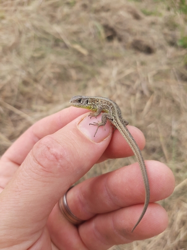 Sand Lizard