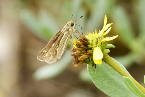 Salt Marsh Skipper
