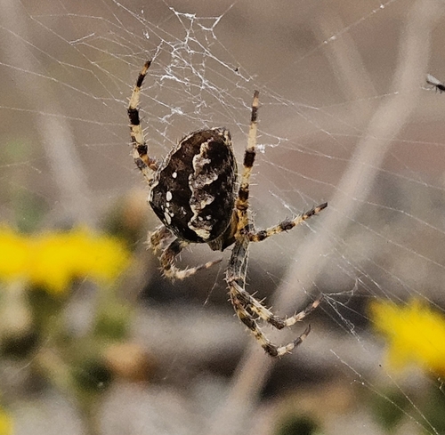 Cross Orbweaver