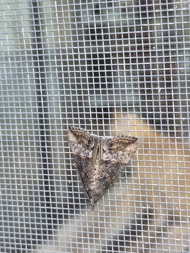 Green Cloverworm Moth