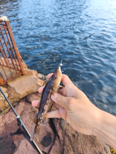 Atlantic Cod