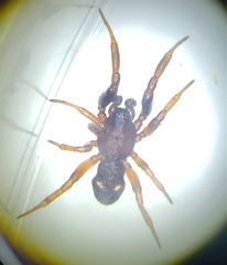 Asagena americana