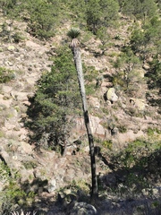 Yucca decipiens