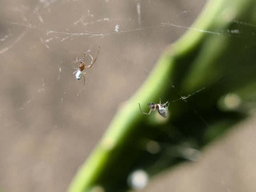 American Dewdrop Spider