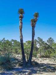 Yucca decipiens