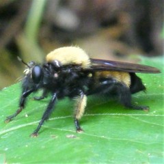 Laphria macquarti