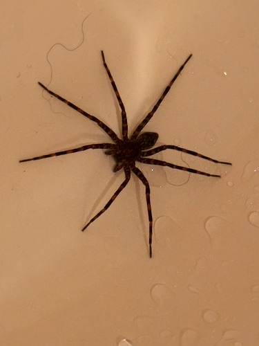 Dark Fishing Spider