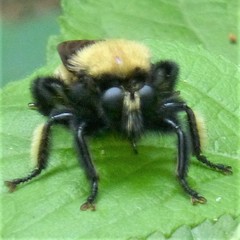Laphria macquarti