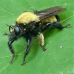 Laphria macquarti