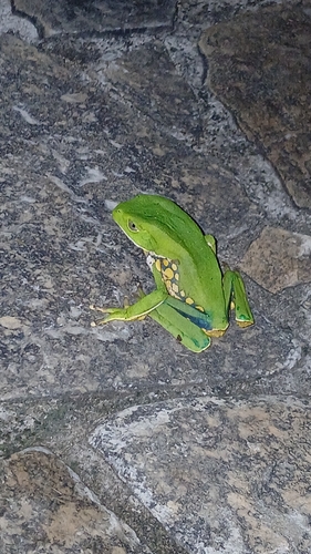 Brazilian Common Walking Leaf Frog