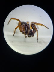 Asagena americana
