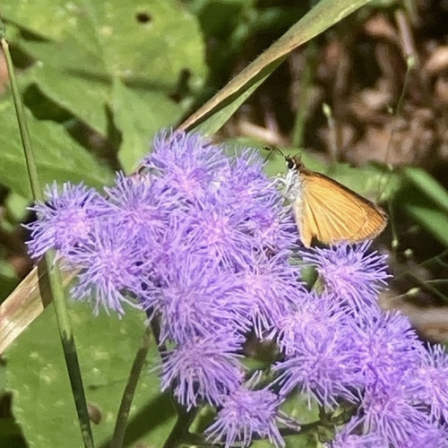 Least Skipper