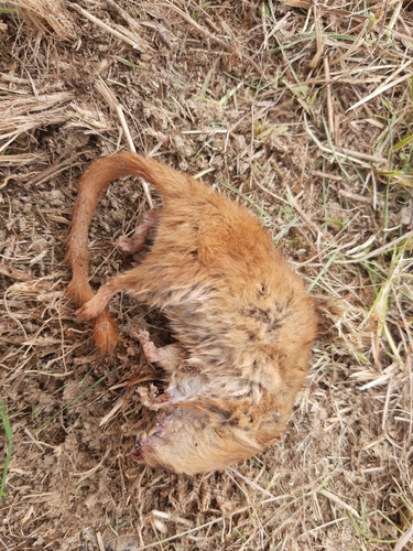 Hazel Dormouse