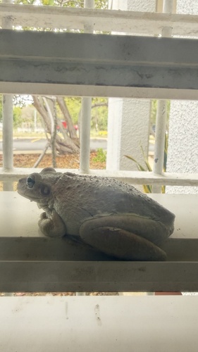Cuban Tree Frog