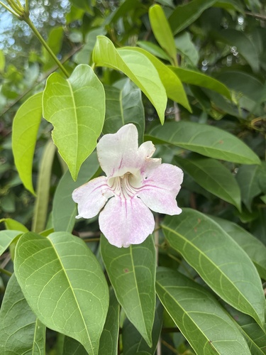 Bignonia aequinoctialis, 2026-09-14