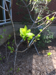 Chionanthus pygmaeus