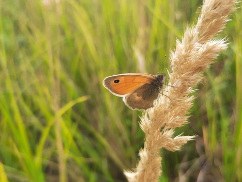Small Heath