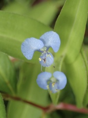 Commelina diffusa, photograph (c) Cricket Raspet, some rights reserved (CC BY)