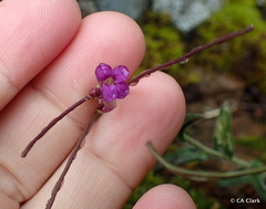 Boechera breweri breweri