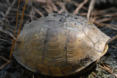 Three-toed Box Turtle