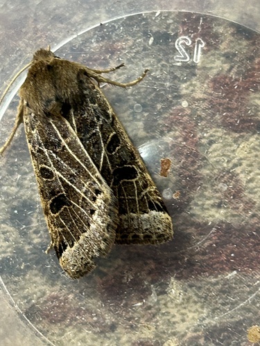 Lunar Underwing