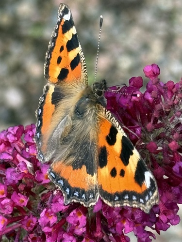 Small Tortoiseshell