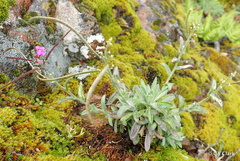 Boechera breweri breweri