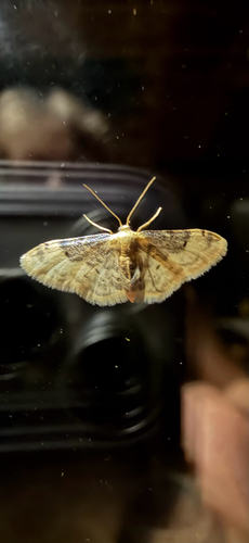 Idaea filicata
