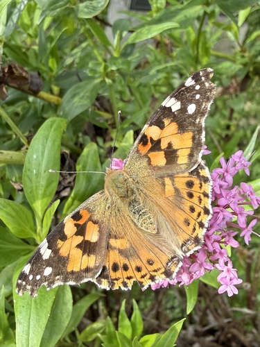 Painted Lady