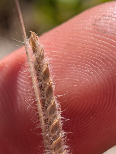 Paspalum urvillei, photograph 3