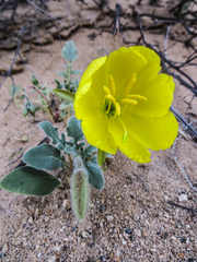 Oenothera primiveris primiveris